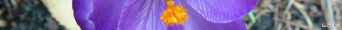 crocus
