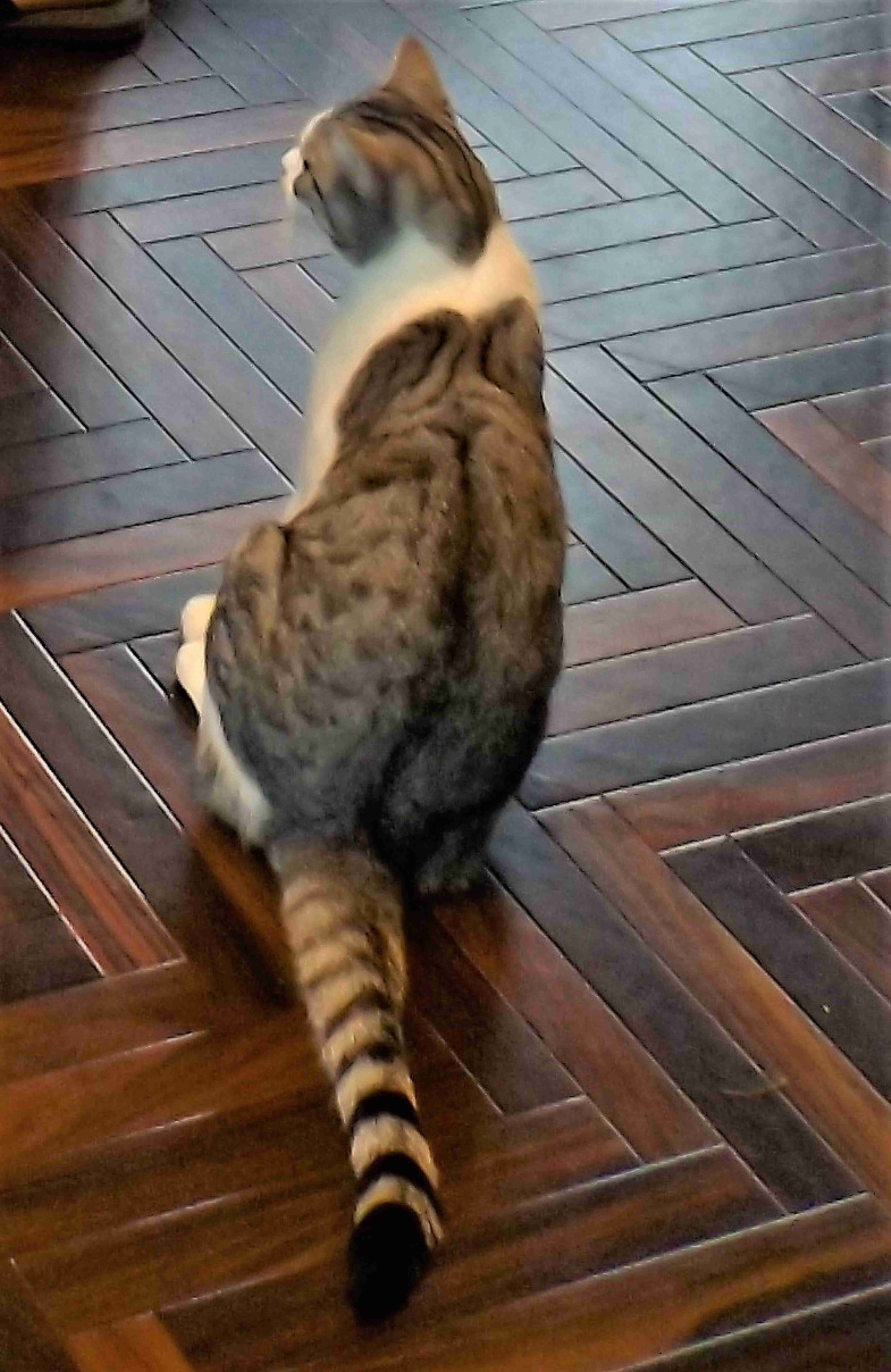 tokyo cat