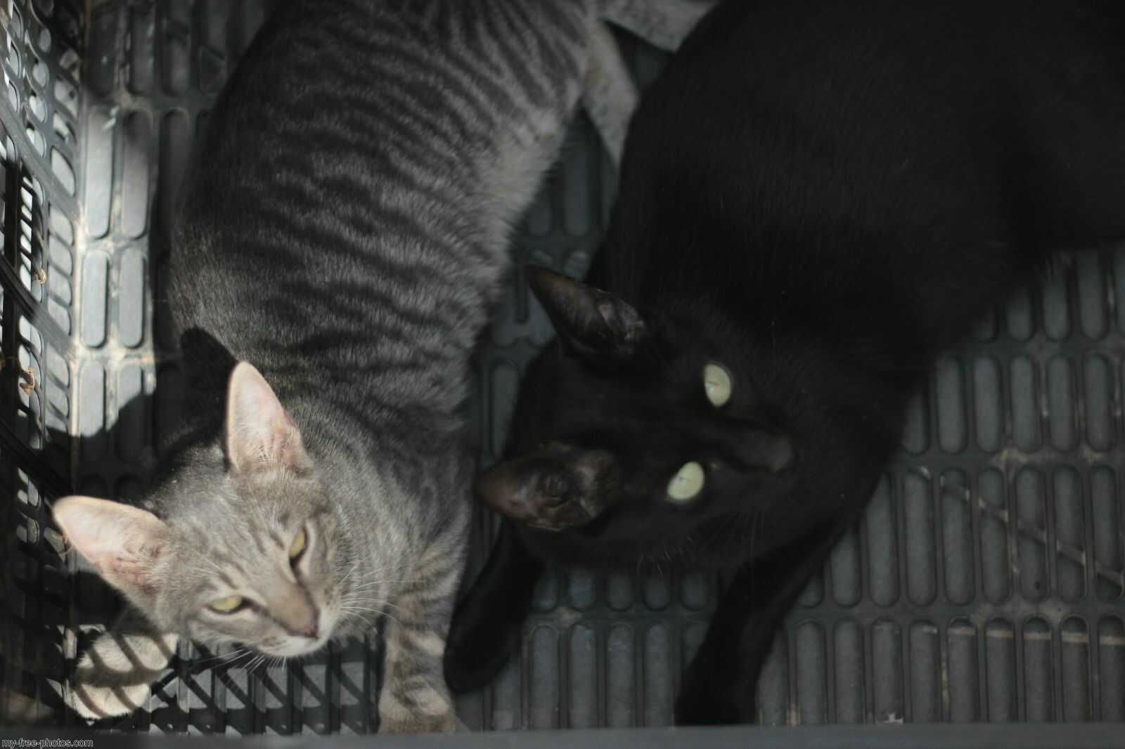 Kitten
