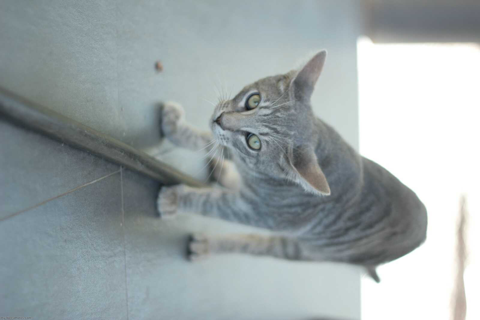 Kitten