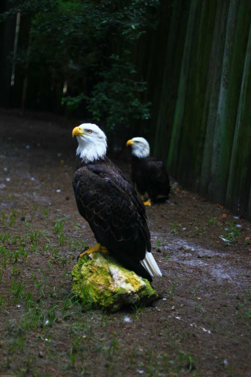 Bald eagle