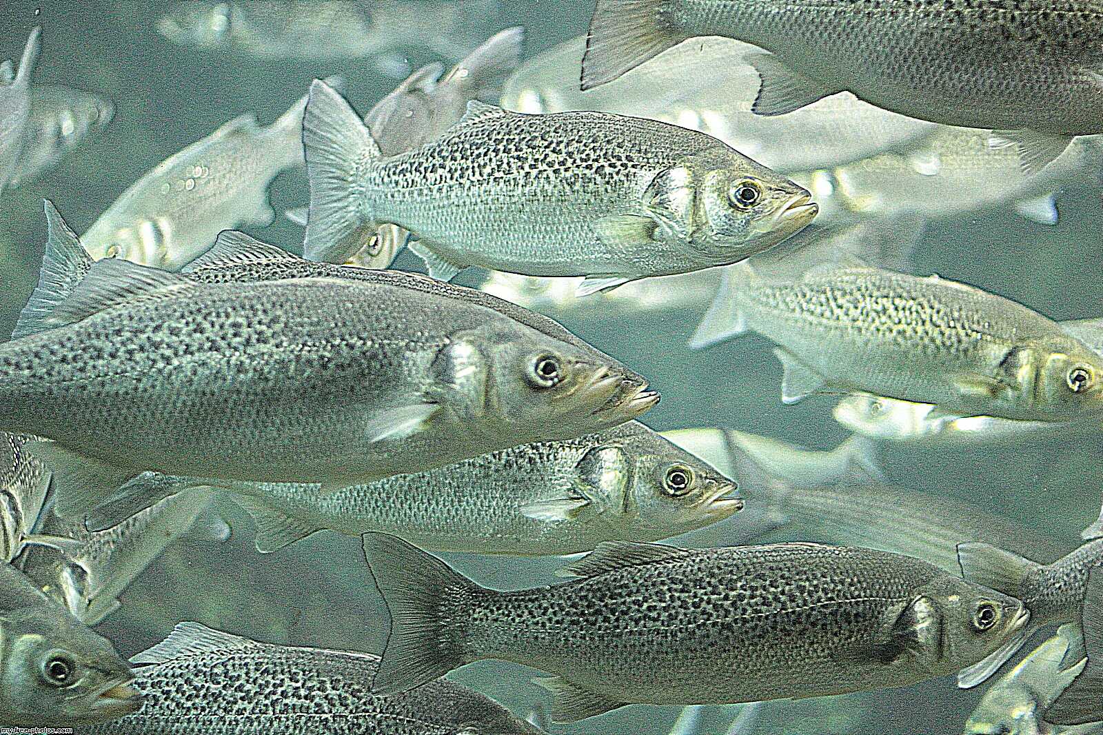 school of fish