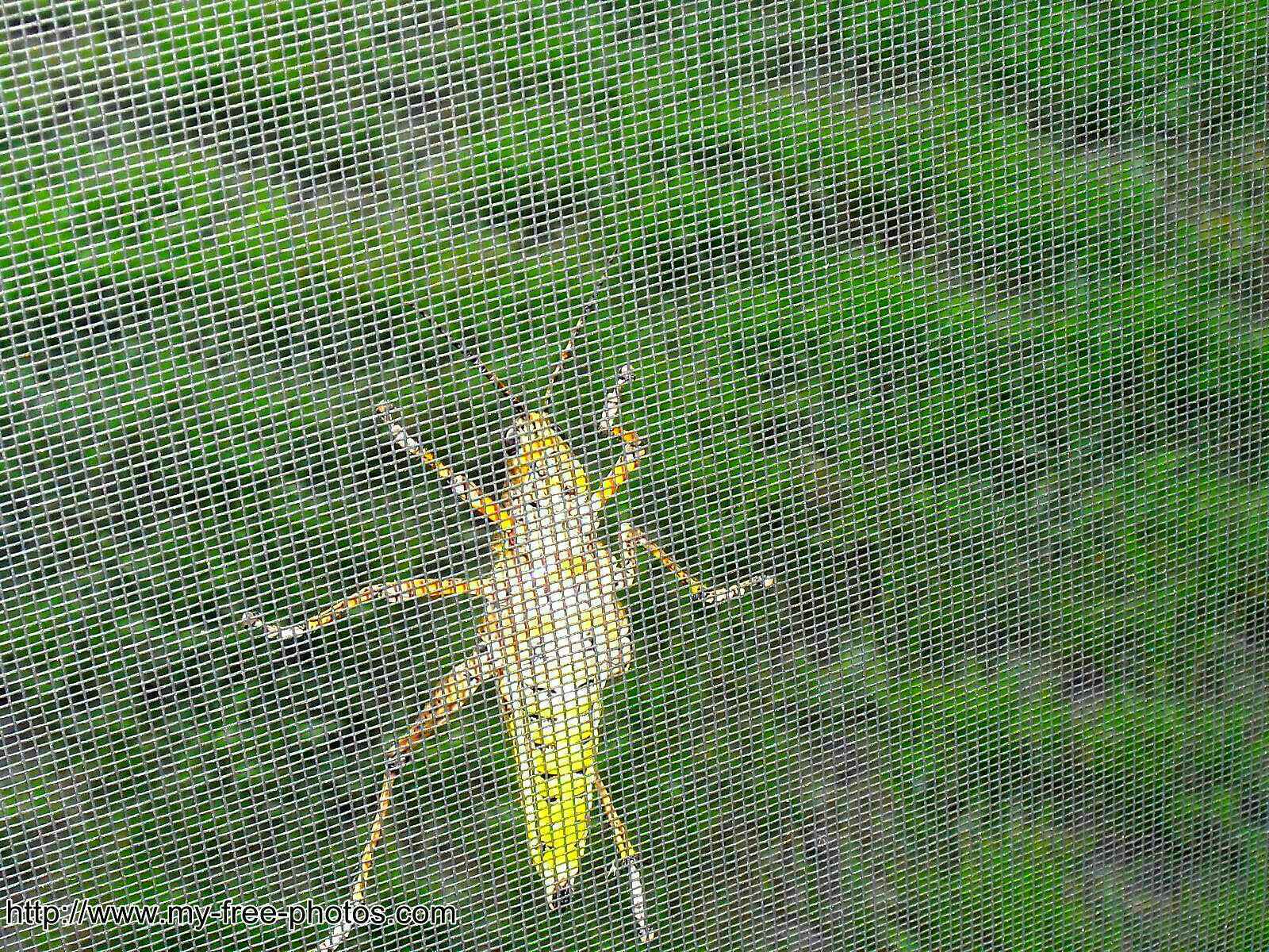 grasshopper