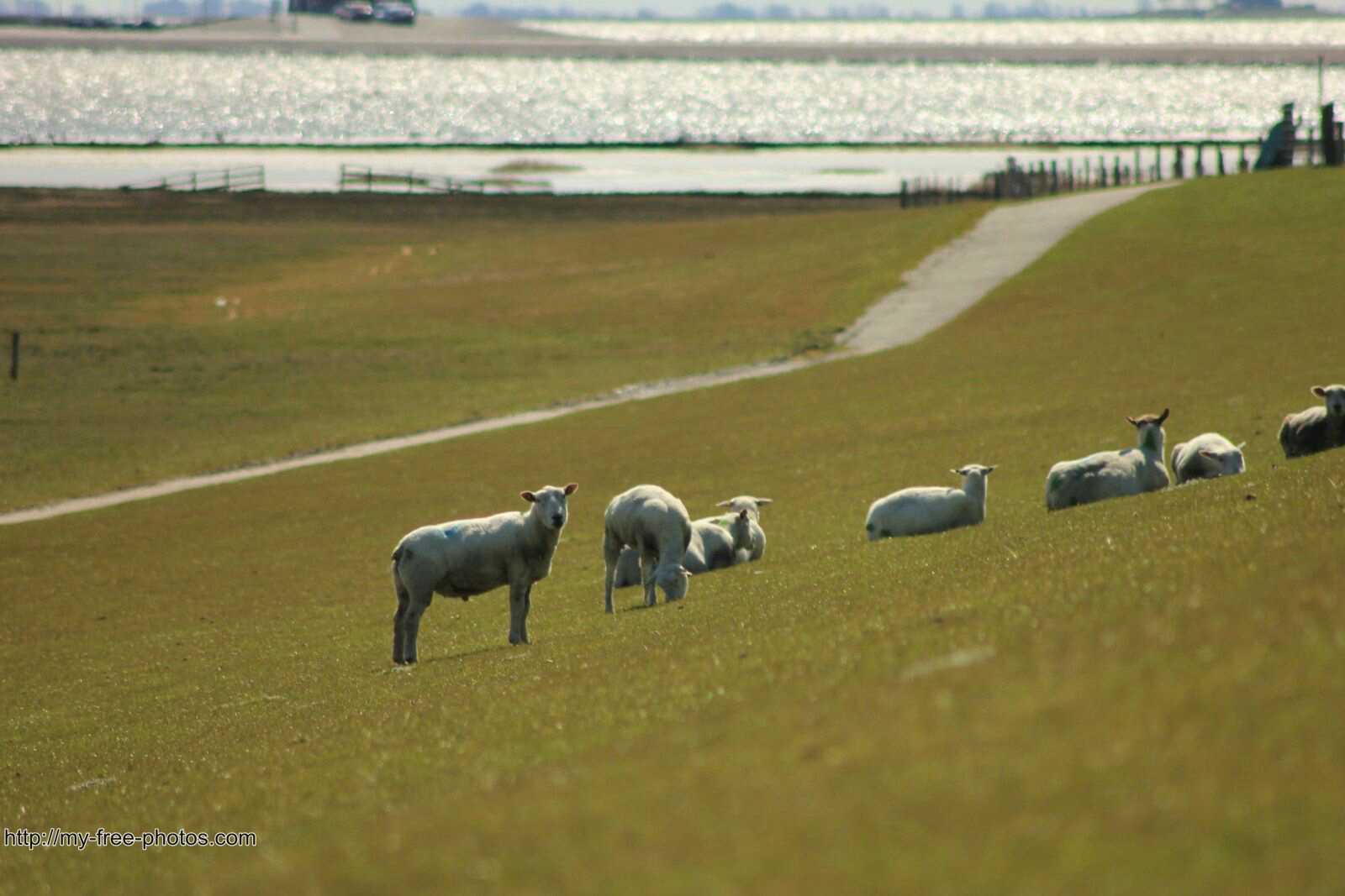 sheep on dyke
