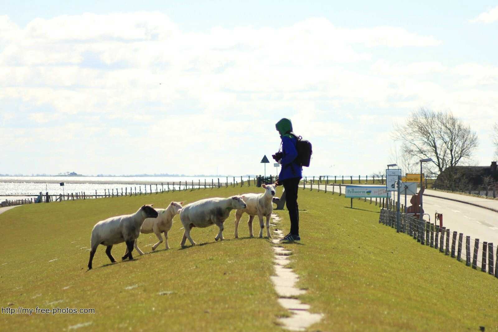 sheep with man