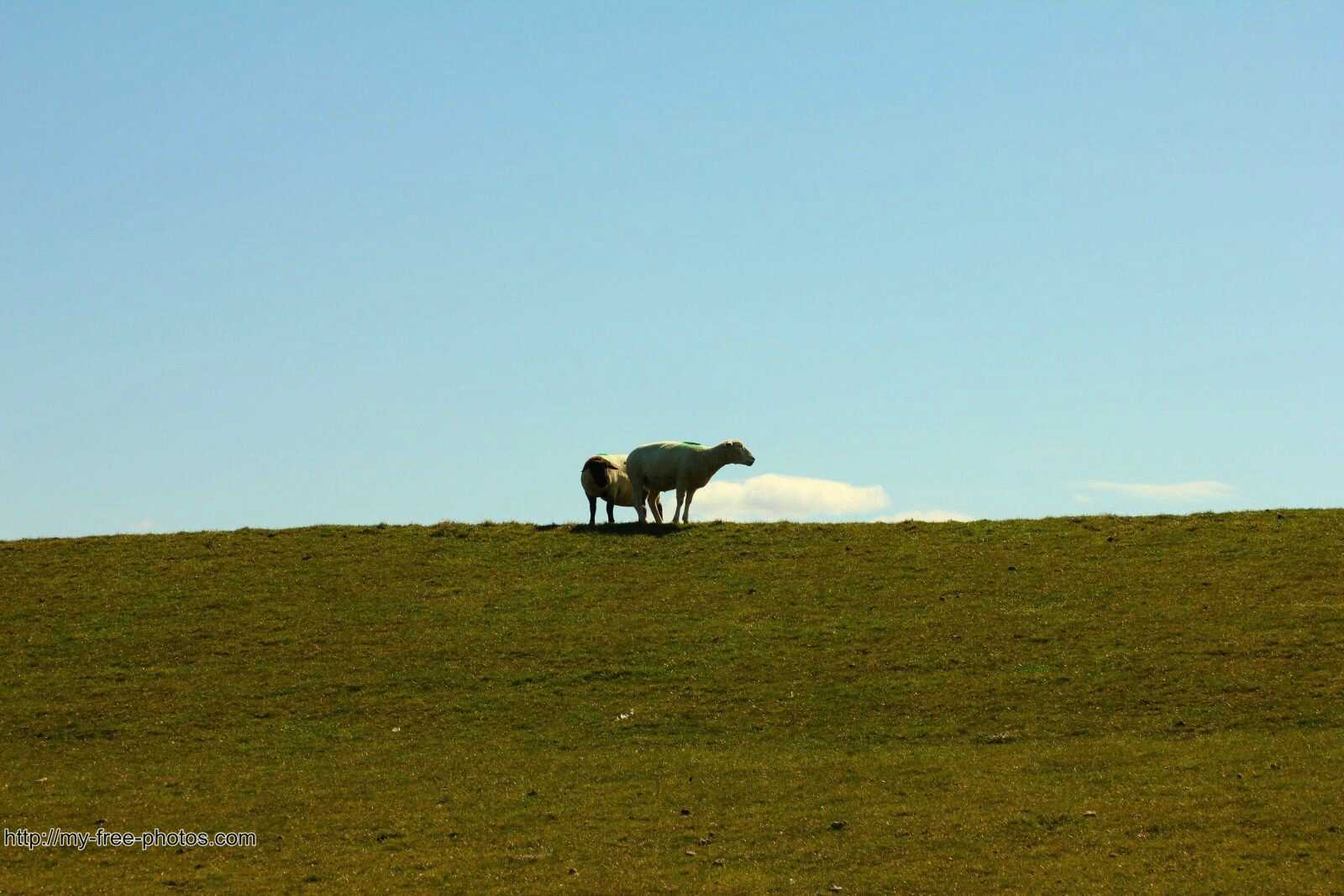 sheep on dyke