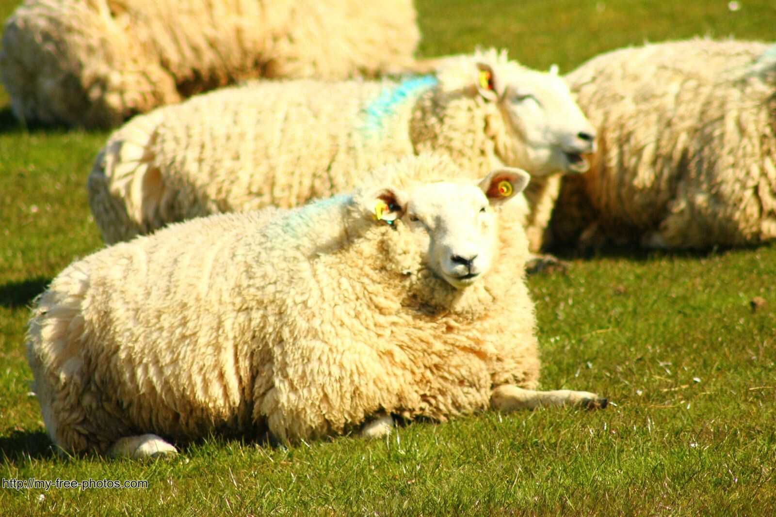 sheep