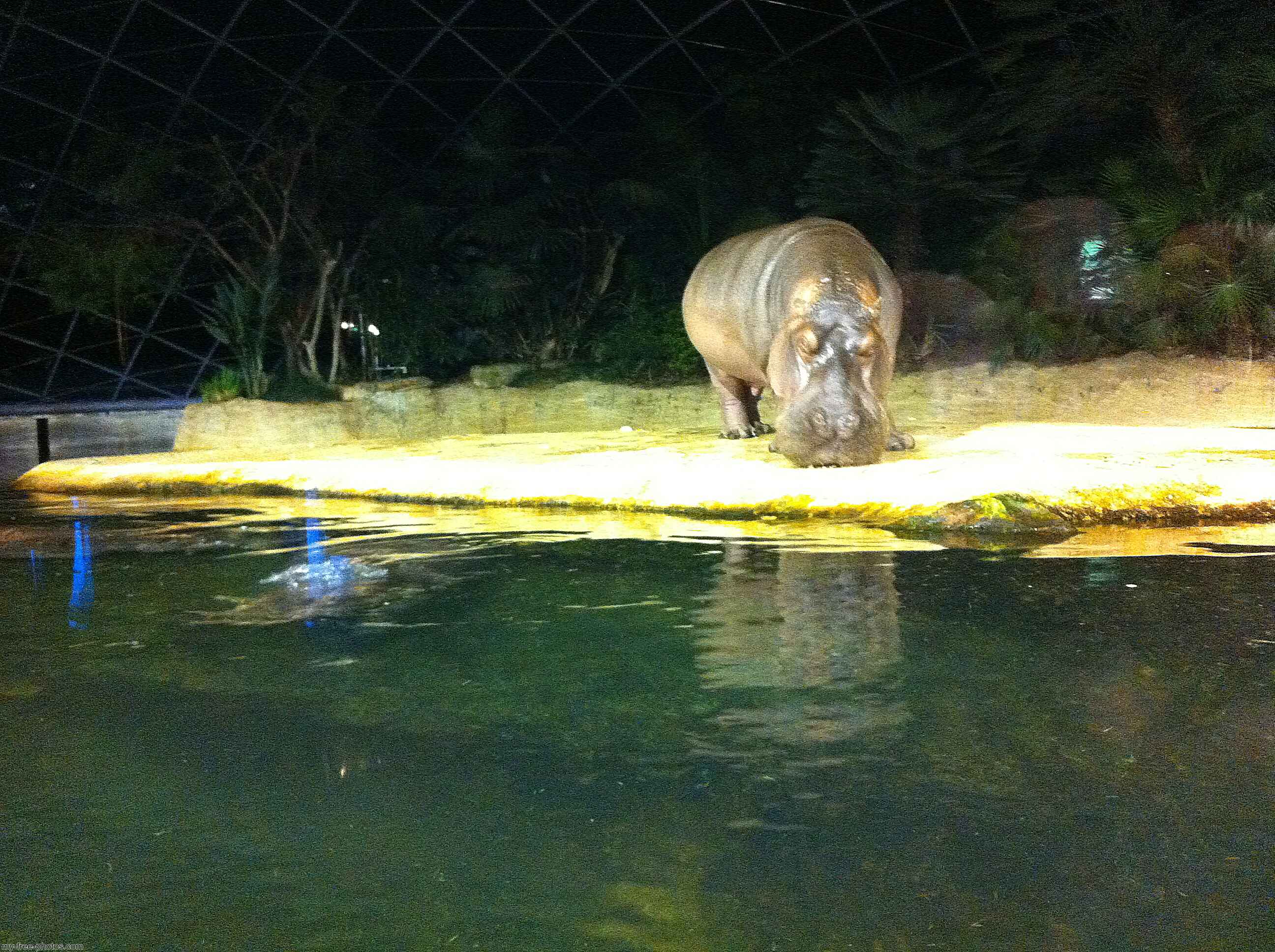hippo